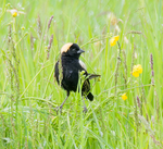 Bobolink--Bruce County