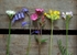 Wildflowers on a Wooden Box