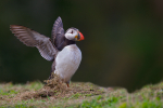 Puffin