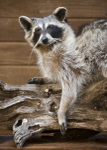 Raccoon-A. Flores