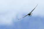 Barnacle Goose in flight, turning, Jokulsarlon, Iceland