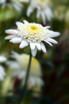 Flower - 3075