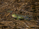 Marsh Frog