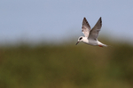Forster's Tern hovering wings up, Viera Wetlands, Florida
