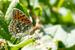 Dark Green Fritillary