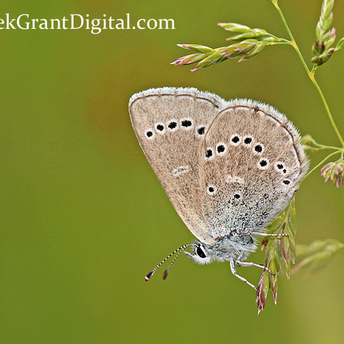A female Silvery Blue butterfly