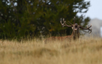 Brame du cerf