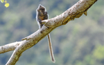 Silver leaf monkey