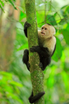 White-throated Capuchin, Manuel Antonio, Costa Rica