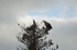 White-tailed Eagles