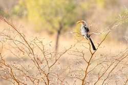 Bird Southern Yellow Hornbill