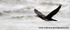 SBC010: Cormorant in flight