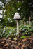 Fungus_ACP_8234