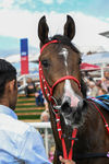 250726-Race 5-Rogue Jewel-1155