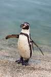 Humboldt Penguin - DSC_3593
