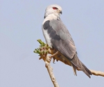 Black Winged Kite