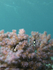 RS016: Humbug damselfish