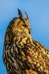 european eagle owl Bubo bubo-0586