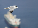 Yellow-legged Gull gliding, Gibraltar