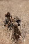 Olive Baboon & young