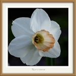 Narcissus hybr.
