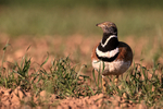 Little Bustard front view, Montgai, Catalonia, Spain
