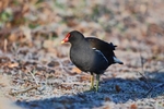Moorhen