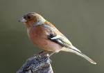 Chaffinch