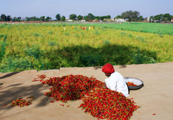 Sorting the chiliies Chatra Sagar, Rajasthan