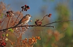 September 2007 - Common Whitethroat