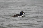 Barrow's Goldeneye