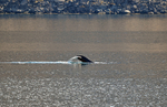 Westfjords portfolio