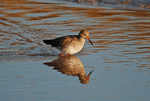 Common Redshank