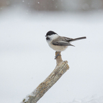 1st Open 51 Willow Tit in Snow