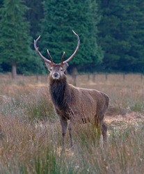 Wildlife portfolio