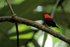 Red-capped Manakin (male), Tortuguero, Costa Rica