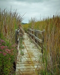Walking Bridge
