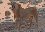 Lion  at dusk Namibia