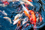 Koi_6833