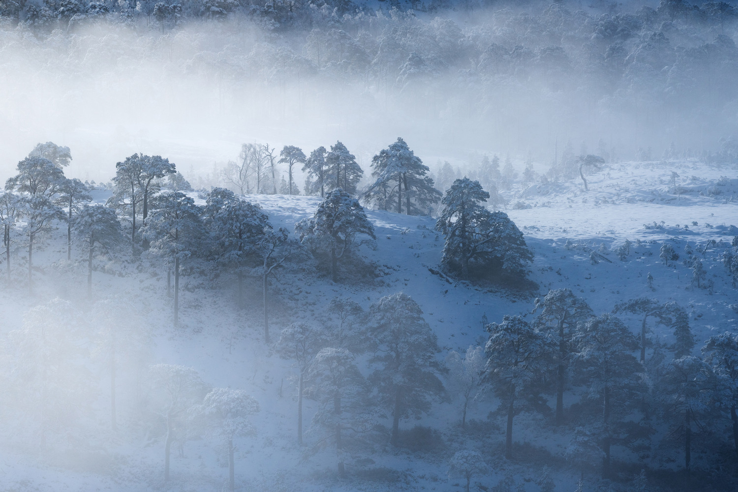 Frozen Pines