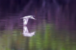 Pied Kingfisher