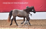 BPP_1702