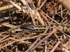 Adder