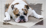 Bert The Bulldog