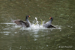 Sparring Moorhens! 1 of 6