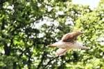 Gull
