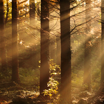 Morning Light