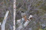 Siberian Jay