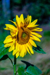 Sunflower-174