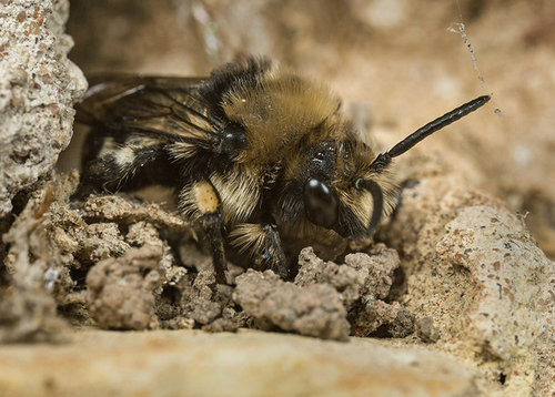 Male [i]Melecta albifrons[/i], Warwickshire, April 2014. This individual is emerging from a Hairy-footed Flower Bee (…